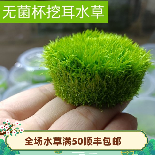 Aquatic Plants for Fish Tank: Sterile Cup Plants, Pepper Grass, Lazy Grass, Palace Mini Dwarf Pearl Blood Heart Orchid