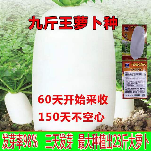 4.5kg Wang Seed White Radish Seed Vegetable Seed Not Hollow Spring Not Old Seed Four Seasons Autumn Sowing