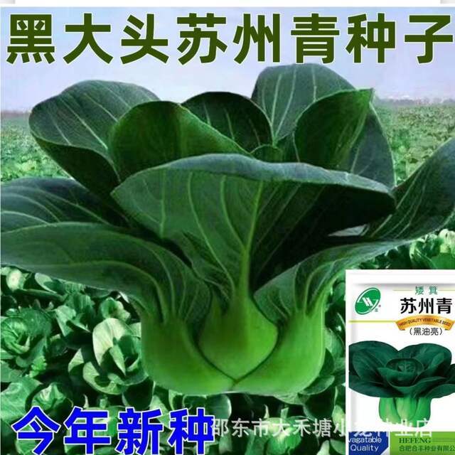 Black Big Head Suzhou Green Dwarf Beeb Seed Four Seasons Seed Rape Small Green Vegetable Vegetable Vegetable Seed
