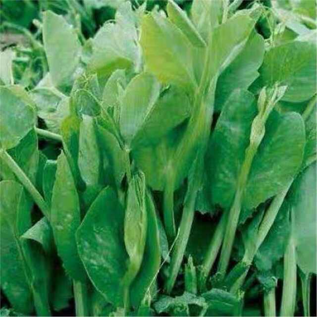 No Need for Pea Seedling Seeds, Pea Seed Sprouts, Vegetable Seeds, Four-Season Vegetables, Pea Seedlings, Bowl Bean Seeds