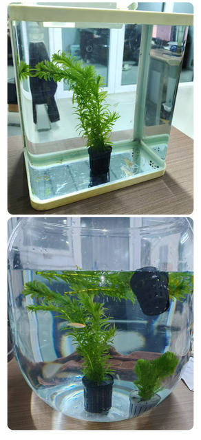Household Fish Tank Water Grass Planting Basket Landscape Decoration Grass Cup Flower Root Fixer Water Grass Mud Bottom Fixer detail 11