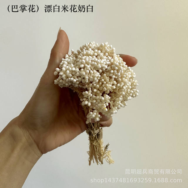 [Small Palm Flower] Bleached Rice Flower Dried Flower Immortal Flower DIY Flower Material Small Bouquet Short Flower Material