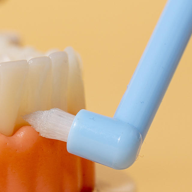 Two-piece combination orthodontic toothbrush single bundle brush correction teeth medical oral dental small pointed pet tooth gap brush detail 11
