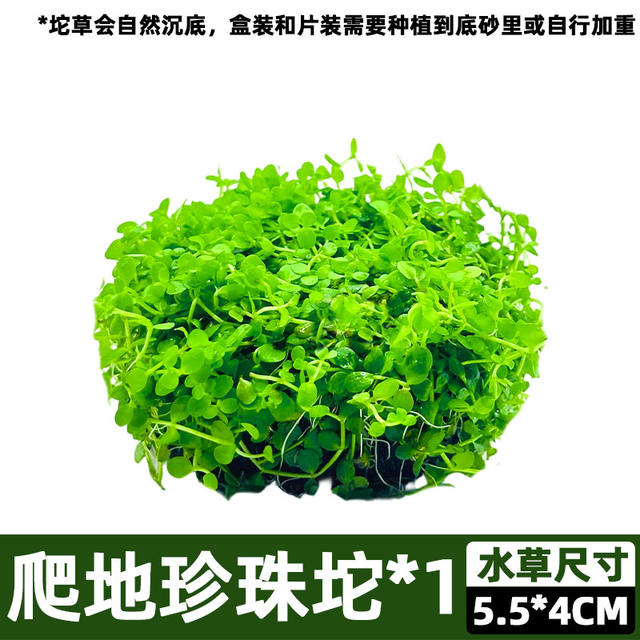Ground-Crawling Low-Growing Pearl Grass, Japanese High-Growing Pearl Grass, Sterile Cup Plants, Ecological Fish Tank Landscaping, Special for Lawn Use