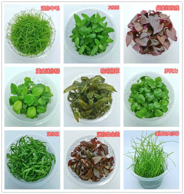 Aquatic Plants for Fish Tank: Sterile Cup Plants, Pepper Grass, Lazy Grass, Palace Mini Dwarf Pearl Blood Heart Orchid detail 3