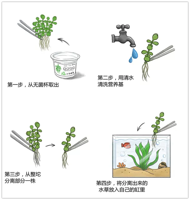 Aquatic Plants for Fish Tank: Sterile Cup Plants, Pepper Grass, Lazy Grass, Palace Mini Dwarf Pearl Blood Heart Orchid detail 5