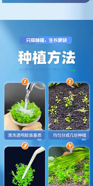 Ground-Crawling Low-Growing Pearl Grass, Japanese High-Growing Pearl Grass, Sterile Cup Plants, Ecological Fish Tank Landscaping, Special for Lawn Use detail 10