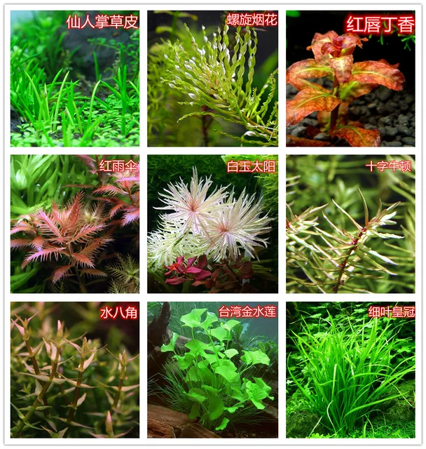 Aquatic Plants for Fish Tank: Sterile Cup Plants, Pepper Grass, Lazy Grass, Palace Mini Dwarf Pearl Blood Heart Orchid detail 7