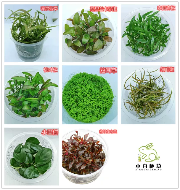 Aquatic Plants for Fish Tank: Sterile Cup Plants, Pepper Grass, Lazy Grass, Palace Mini Dwarf Pearl Blood Heart Orchid detail 4