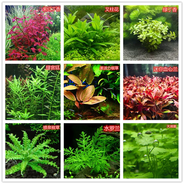 Aquatic Plants for Fish Tank: Sterile Cup Plants, Pepper Grass, Lazy Grass, Palace Mini Dwarf Pearl Blood Heart Orchid detail 6